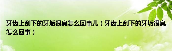 牙齒上刮下的牙垢很臭怎么回事兒（牙齒上刮下的牙垢很臭怎么回事）