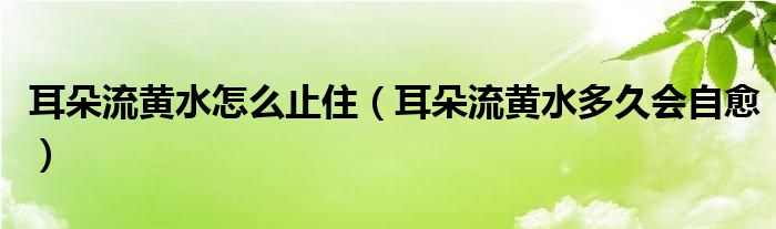 耳朵流黃水怎么止住（耳朵流黃水多久會(huì)自愈）