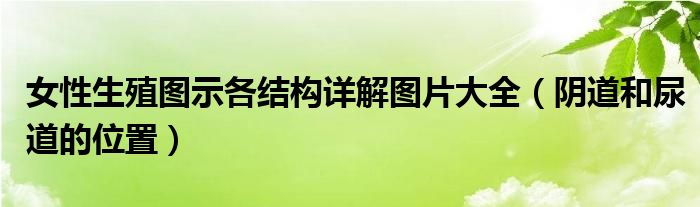 女性生殖圖示各結構詳解圖片大全（陰道和尿道的位置）