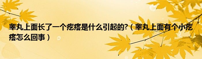 睪丸上面長(zhǎng)了一個(gè)疙瘩是什么引起的?（睪丸上面有個(gè)小疙瘩怎么回事）