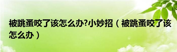 被跳蚤咬了該怎么辦?小妙招（被跳蚤咬了該怎么辦）