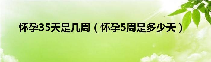 懷孕35天是幾周（懷孕5周是多少天）