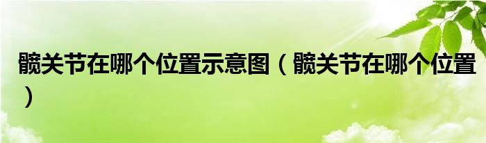 髖關節(jié)在哪個位置示意圖（髖關節(jié)在哪個位置）