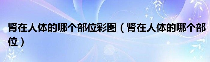 腎在人體的哪個(gè)部位彩圖（腎在人體的哪個(gè)部位）