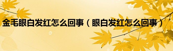 金毛眼白發(fā)紅怎么回事（眼白發(fā)紅怎么回事）