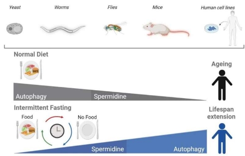 研究揭示間歇性禁食如何通過(guò)自噬調(diào)節(jié)衰老
