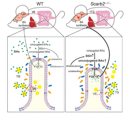 腸道菌群失調(diào)會(huì)損害 Scarb2 缺乏癥相關(guān)神經(jīng)退行性疾病中的腸道更新和脂質(zhì)吸收