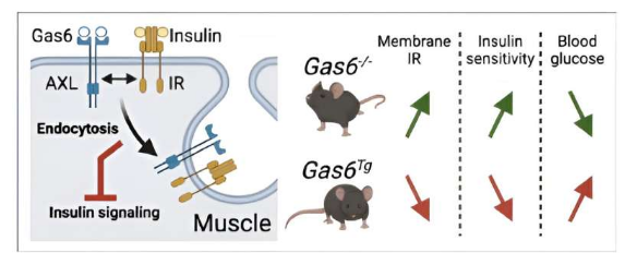 研究結(jié)果揭示了導(dǎo)致胰島素抵抗的細(xì)胞機(jī)制