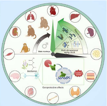 二甲雙胍可減緩雄性猴子的器官衰老