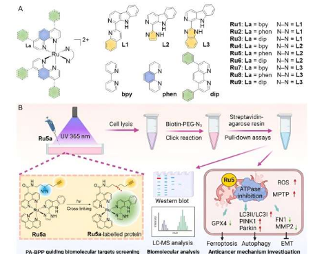 Ru5 被確定為針對(duì)線粒體 ATPase 的強(qiáng)效抗腫瘤藥物