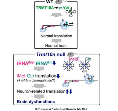 研究揭示 tRNA 修飾酶在大腦功能中的關(guān)鍵作用