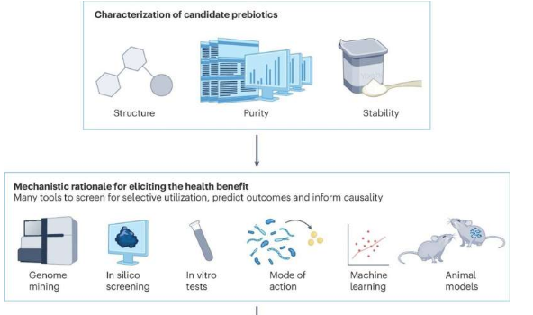 專家提出益生元分類的關鍵標準