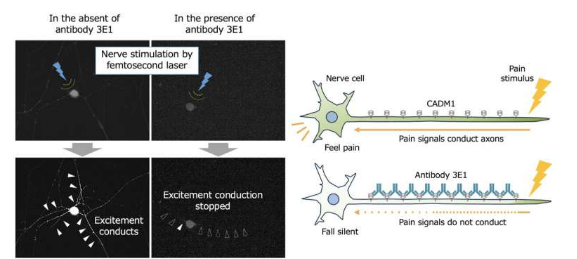 針對神經(jīng)細(xì)胞的新型抗體可以提供持久的疼痛緩解