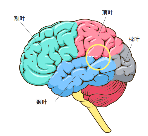 與空間意識和規(guī)劃相關(guān)的大腦區(qū)域也在決策中發(fā)揮作用