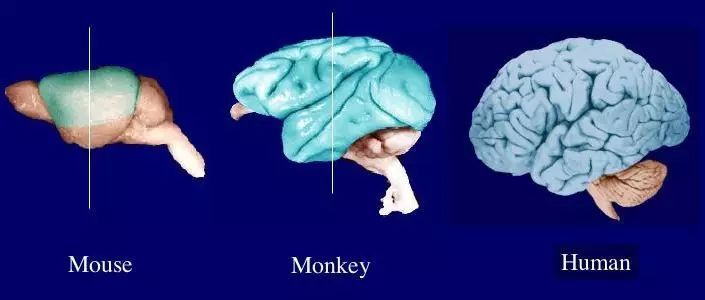 科學家動員了先進的成像和計算方法以全面繪制整個小鼠大腦中細胞的總數(shù)