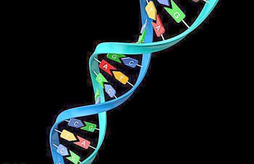 新的生物衍生金屬有機骨架模仿DNA