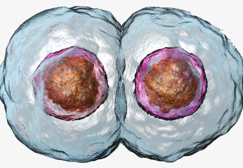解開癌癥中細胞分裂的秘密
