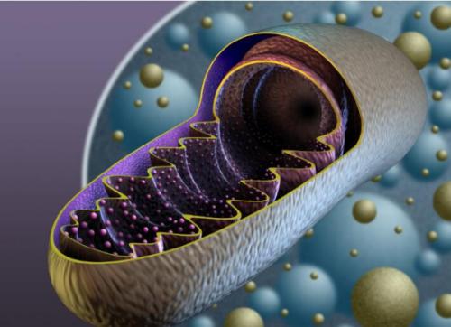線粒體以其作為細(xì)胞發(fā)電廠的作用而聞名
