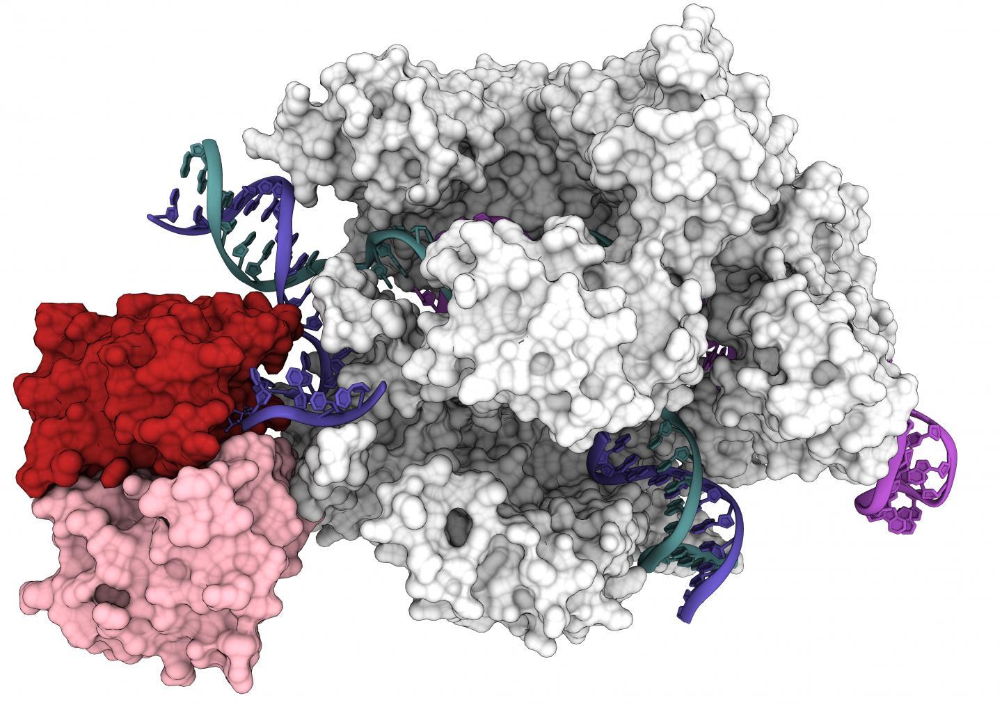 對(duì)CRISPR Cas9工具的新理解可以改善基因編輯